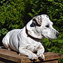animal, calm, collar, daylight, dog, ears, fur, greenery, lying_down, nature, outdoor, paws, pet, portrait, relaxing, side_view, snout, sunlight, white_dog, wooden_table
