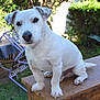 Barry a rejoint le concours — aidez-le/la à gagner de superbes lots ! puppy, dog, white_dog, outdoor, garden, table, wooden_table, greenery, grass, chair, purple_chair, pet, animal, cute, sitting, ears, snout, eyes, daylight, nature