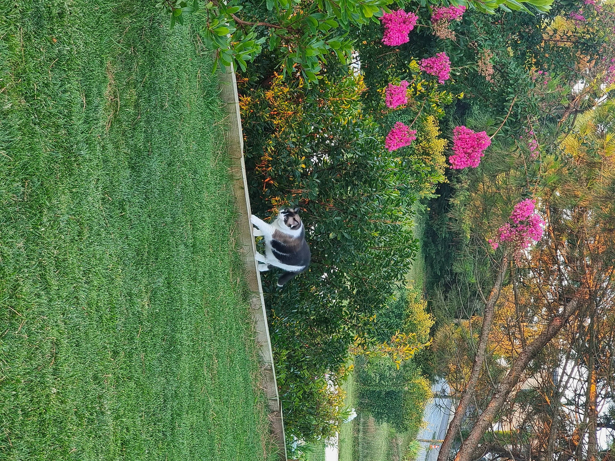 Hindy a rejoint le concours — aidez-le/la à gagner de superbes lots ! annual_plant, art, biome, dog, flower, flowering_plant, forest, garden, grass, groundcover, landscape, landscaping, leisure, natural_landscape, petal, plant, shrub, tree, trunk, woody_plant