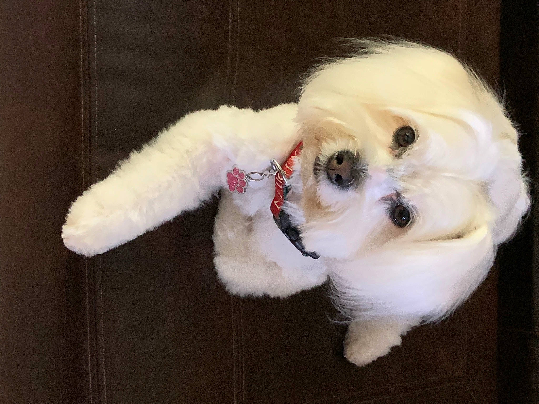Sophee is registered to the contest to win money with this photo: canidae, carnivore, collar, companion_dog, dog, dog_breed, dog_supply, eye, eyewear, fawn, fur, head, snout, sporting_group, stuffed_toy, tail, toy, toy_dog, whiskers, working_animal
