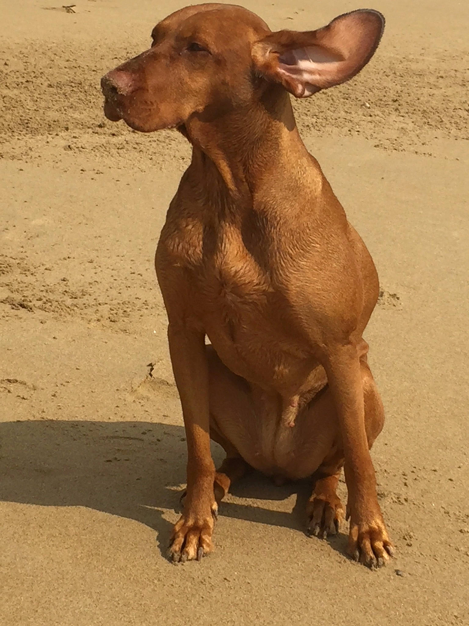 Lemy a rejoint le concours — aidez-le/la à gagner de superbes lots ! canidae, carnivore, cirneco_delletna, dog, dog_breed, fawn, hunting_dog, mammal, mexican_hairless_dog, peruvian_hairless_dog, pharaoh_hound, podenco_canario, pointing_breed, snout, sporting_group, vertebrate, vizsla, weimaraner