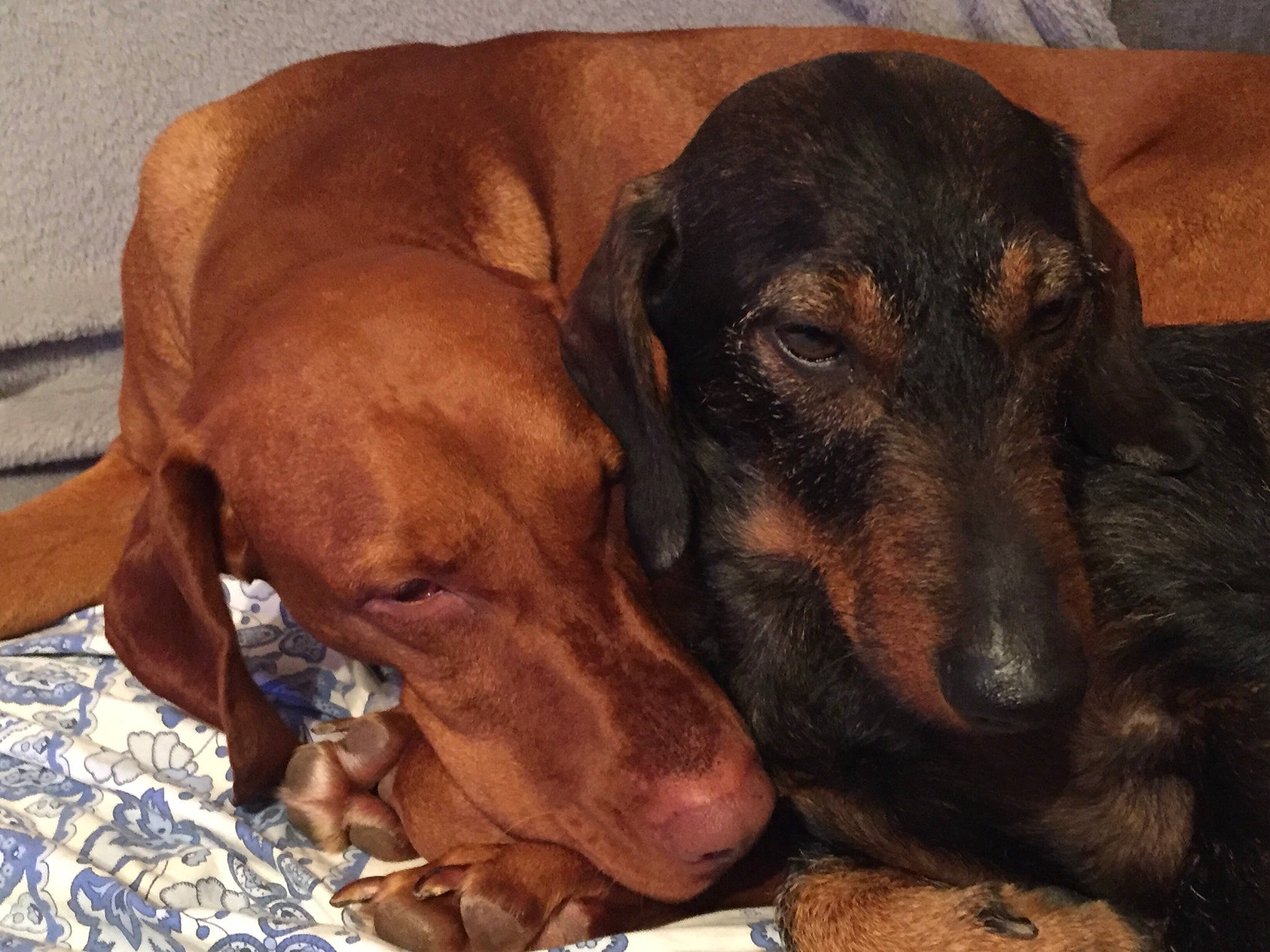 Lemy a rejoint le concours — aidez-le/la à gagner de superbes lots ! canidae, carnivore, dachshund, dog, dog_breed, hunting_dog, mammal, montenegrin_mountain_hound, snout, vertebrate