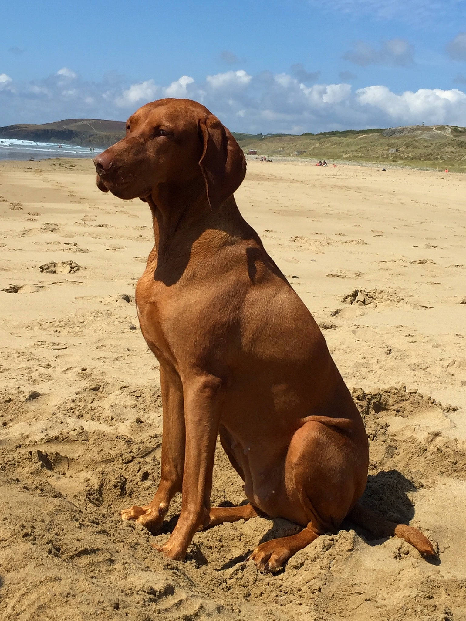 Lemy a rejoint le concours — aidez-le/la à gagner de superbes lots ! africanis, canidae, carnivore, dog, dog_breed, fawn, hound, hunting_dog, liver, mammal, pointer, pointing_breed, portuguese_pointer, rare_breed_dog, rhodesian_ridgeback, sporting_group, vertebrate, vizsla, weimaraner, wirehaired_vizsla