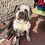 animal, casual, clothing, curious, daylight, dog, grey, home, large_dog, laundry_basket, outdoor, pet, relaxed, shadow, sitting, stone_wall, sunlight, tiled_floor, white, yard