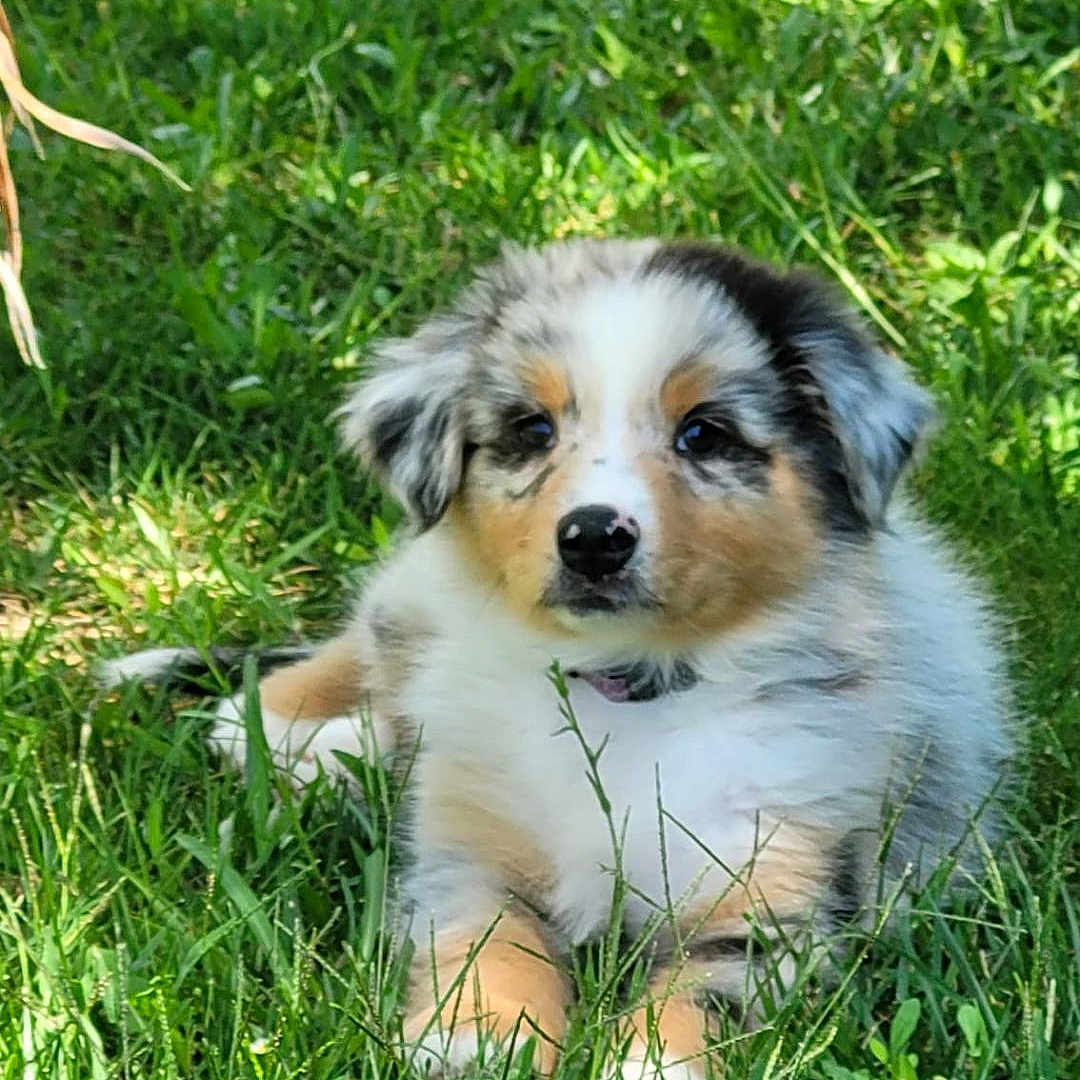 Vaïa a rejoint le concours — aidez-le/la à gagner de superbes lots ! animal, ball, canine, dog, field, football, grass, grassland, green, herbal, lawn, nature, outdoors, pet, plant, puppy, soccer, soccerball, sport, vegetation