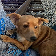 Cocoa is registered to the contest to win money with this photo: animal, blue, blurred, brown_dog, clothing, dog, ears, evening, fur, lap, outdoor, paws, person, pet, railroad, resting, rocks, side_view, train_tracks, walking