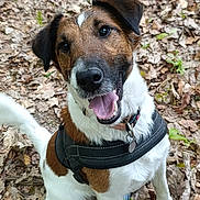 Tupaï participe au concours pour gagner de l'argent avec cette photo : dog, canine, pet, animal, outdoor, forest, leaves, brown, white, happy, smiling, tongue_out, harness, sitting, nature, cute, friendly, ears, collar, closeup