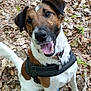 dog, canine, pet, animal, outdoor, forest, leaves, brown, white, happy, smiling, tongue_out, harness, sitting, nature, cute, friendly, ears, collar, closeup