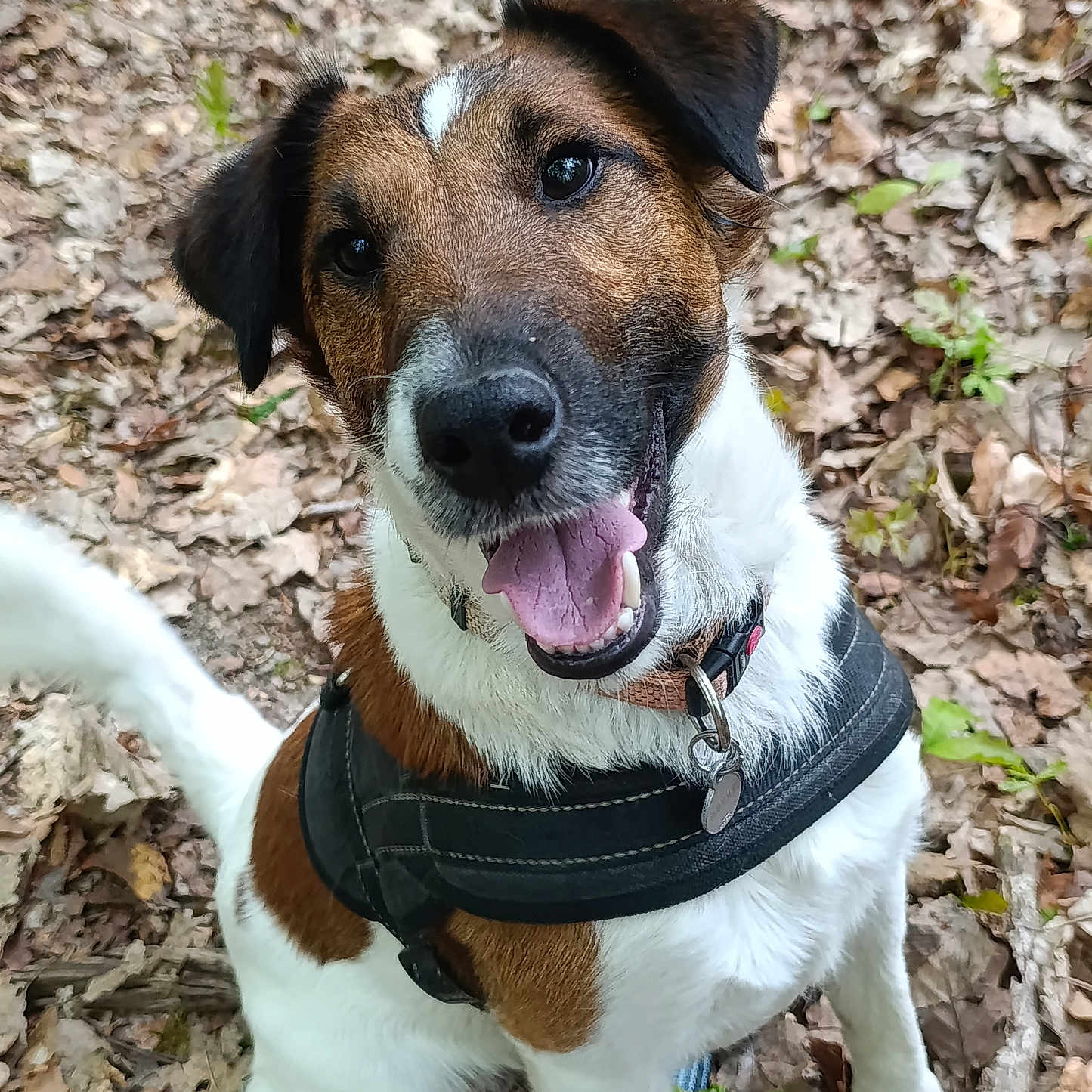Tupaï participe au concours pour gagner de l'argent avec cette photo : animal, brown, canine, closeup, collar, cute, dog, ears, forest, friendly, happy, harness, leaves, nature, outdoor, pet, sitting, smiling, tongue_out, white