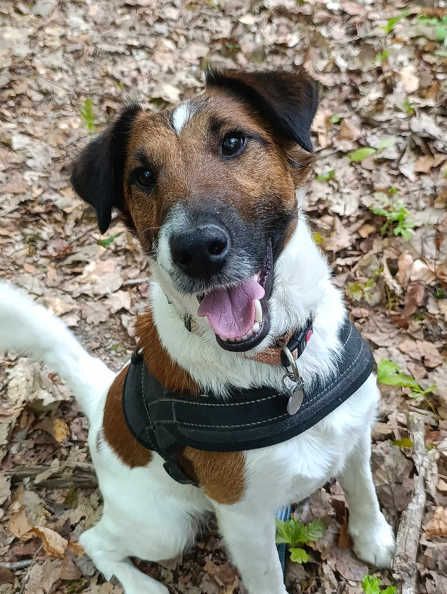 Tupaï participe au concours pour gagner de l'argent avec cette photo : dog, canine, pet, animal, outdoor, forest, leaves, brown, white, happy, smiling, tongue_out, harness, sitting, nature, cute, friendly, ears, collar, closeup