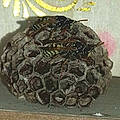 Noetmie D.