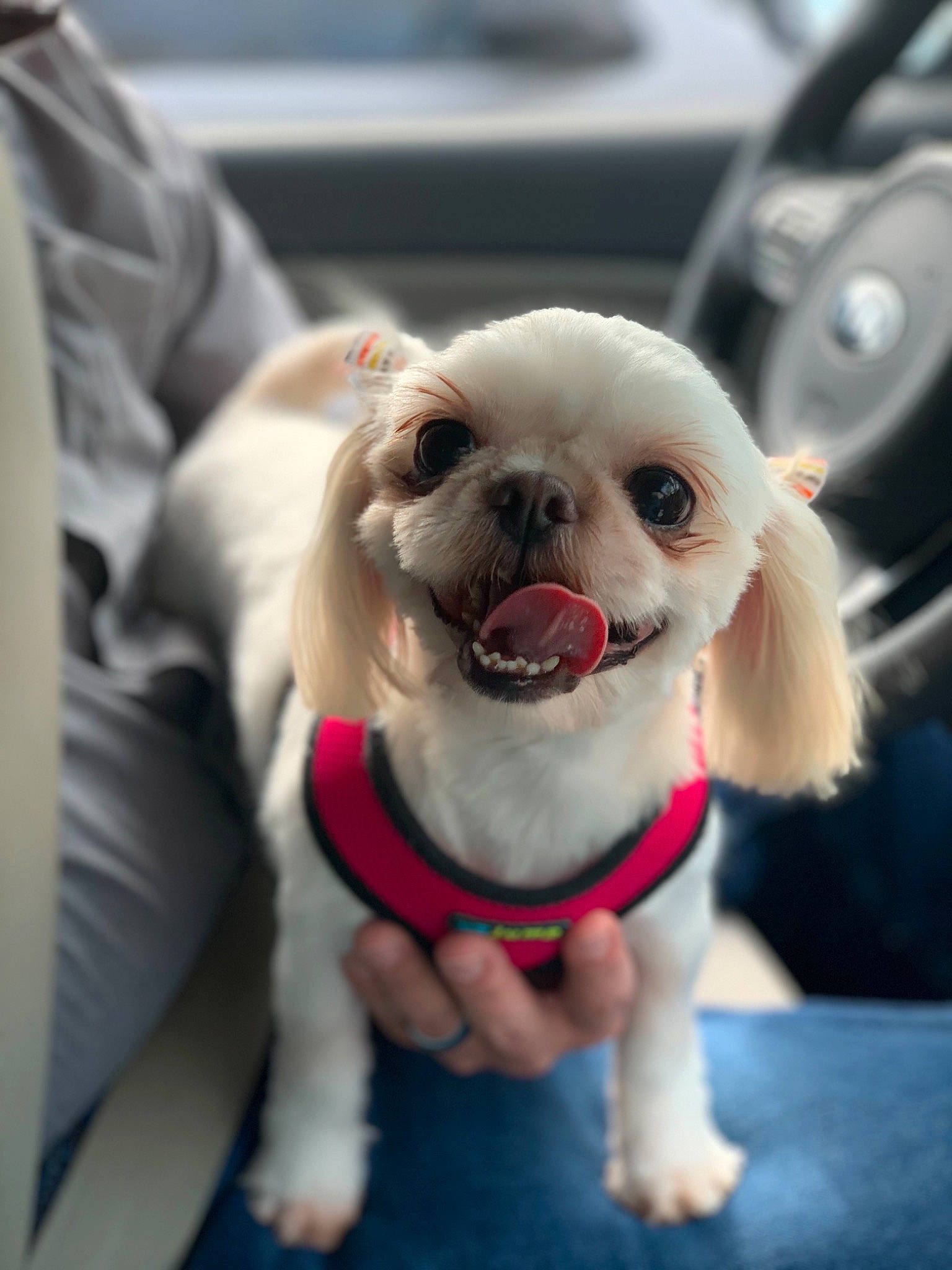 Crystal joined the competition — help win amazing prizes! canidae, carnivore, collar, companion_dog, dog, dog_breed, dog_clothes, dog_collar, dog_supply, fashion_accessory, fawn, leash, mammal, pet_supply, puppy_love, sporting_group, sunglasses, toy_dog, whiskers, working_animal