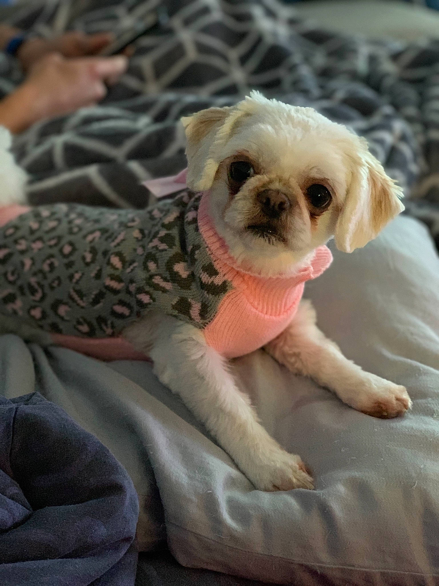 Crystal is registered to the contest to win money with this photo: bulldog, canidae, carnivore, comfort, companion_dog, dog, dog_breed, dog_clothes, dog_collar, dog_supply, fawn, fur, paw, snout, sporting_group, terrestrial_animal, toy_dog, whiskers, working_animal, wrinkle