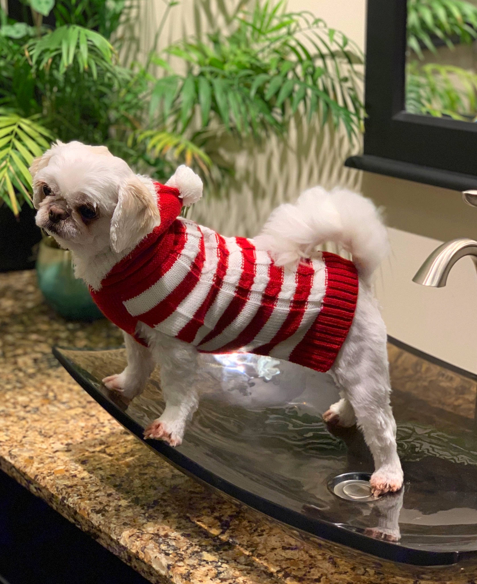 Crystal is registered to the contest to win money with this photo: carnivore, companion_dog, dog, dog_breed, dog_clothes, dog_supply, fawn, grass, lawn_ornament, pet_supply, plant, sculpture, snout, sporting_group, tail, terrestrial_animal, toy, toy_dog, wood, working_animal