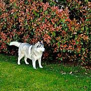Hermès participe au concours pour gagner de l'argent avec cette photo : dog, siberian_husky, grass, hedge, leaves, outdoor, pet, canine, greenery, sunlight, nature, animal, fur, alert, standing, garden, daylight, mammal, park, scenery