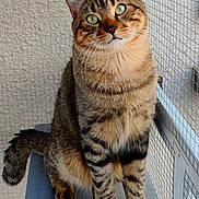 Sacha a rejoint le concours — aidez-le/la à gagner de superbes lots ! cat, tabby_cat, animal, pet, sitting, portrait, whiskers, green_eyes, striped_fur, brown_fur, orange_fur, face, ears, tail, paws, wire_enclosure, platform, indoor, close_up, alert