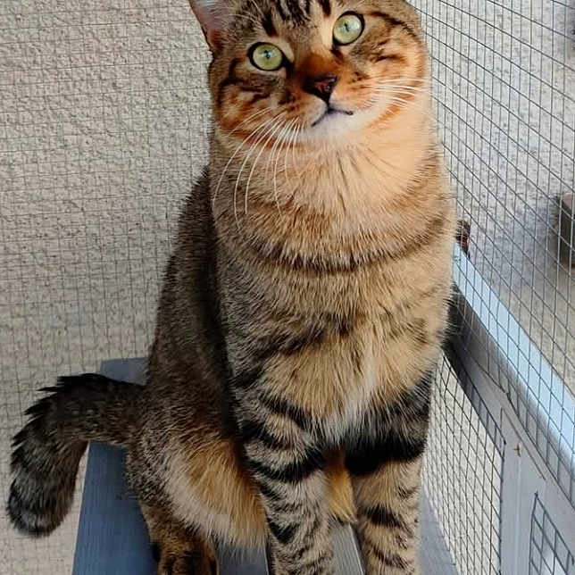 Sacha