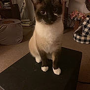 Ruby Jean is registered to the contest to win money with this photo: cat, siamese_cat, pet, animal, indoor, furniture, living_room, flower_vase, carpet, table, cushion, electronics, lamp, curious, sitting, whiskers, ears, paws, closeup, domestic_cat