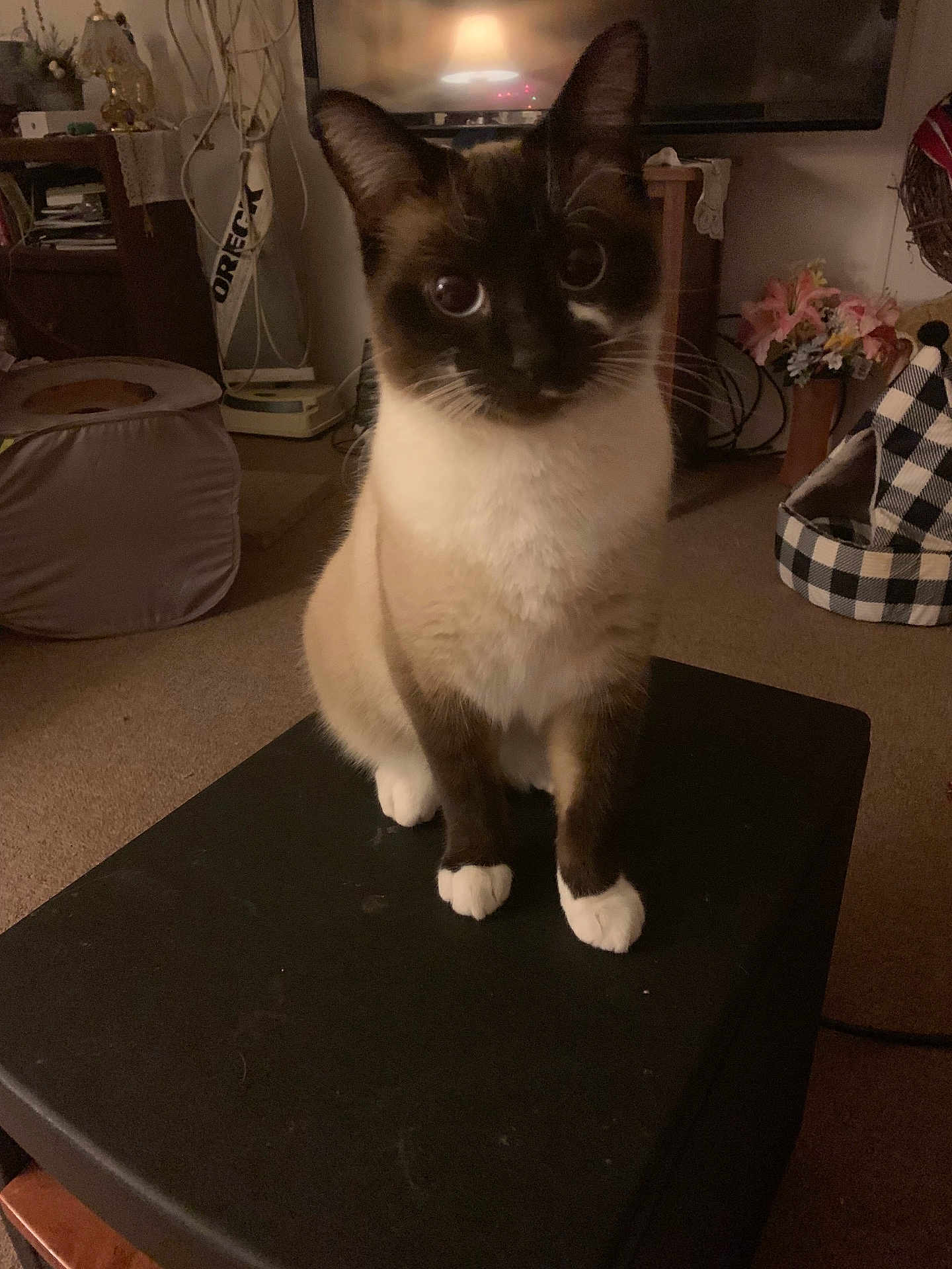 Ruby Jean is registered to the contest to win money with this photo: cat, siamese_cat, pet, animal, indoor, furniture, living_room, flower_vase, carpet, table, cushion, electronics, lamp, curious, sitting, whiskers, ears, paws, closeup, domestic_cat