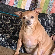 Jasmine joined the competition — help win amazing prizes! animal, blanket, canine, couch, cozy, dog, ears, fabric, fur, furniture, home, indoor, looking, paw, pet, quilt, relaxed, sitting, small_dog, tan_dog