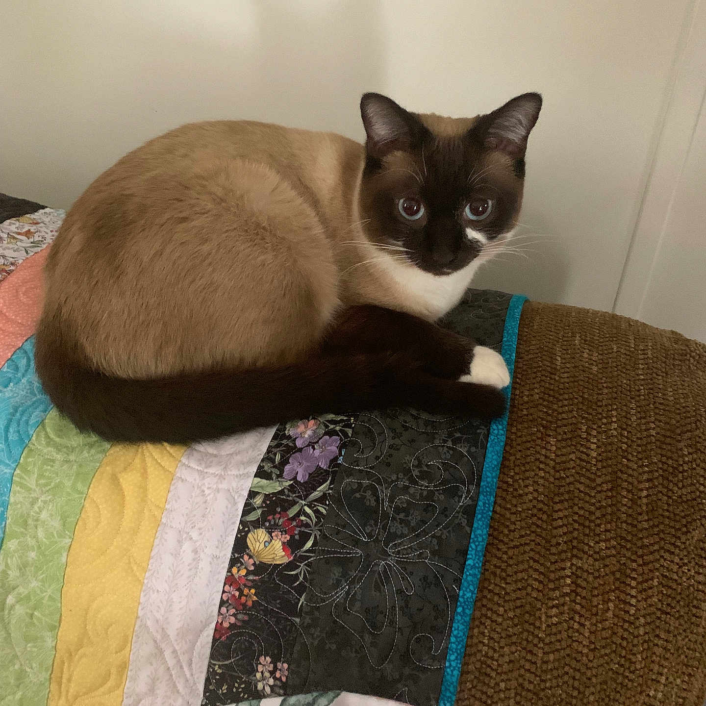 Doris Michaels joined the competition — help win amazing prizes! abyssinian, animal, applique, armchair, bed, blanket, cat, chair, couch, cushion, furniture, homedecor, kitten, linen, manx, pattern, pet, pillow, quilt, siamese