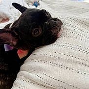 Olive joined the competition — help win amazing prizes! bed, bedding, black_dog, brown_eyes, canine, close_up, cozy, dog, floppy_ear, indoors, lying_down, nose, pet, portrait, quilt, relaxed, short_fur, sleepy, upside_down, whiskers