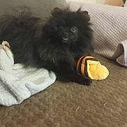 Riley participe au concours pour gagner de l'argent avec cette photo : dog, black_dog, fluffy, toy, plush_toy, blanket, brown_surface, indoor, pet, curious, furniture, cozy, resting, animal, small_dog, cute, companion, domestic_animal, relaxed, home