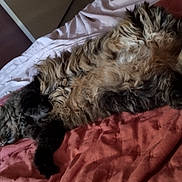 Pop participe au concours pour gagner de l'argent avec cette photo : cat, fluffy, bed, blanket, sleeping, relaxed, fur, pet, domestic_animal, indoor, cozy, resting, animal, whiskers, paw, cute, tabby, feline, soft, napping