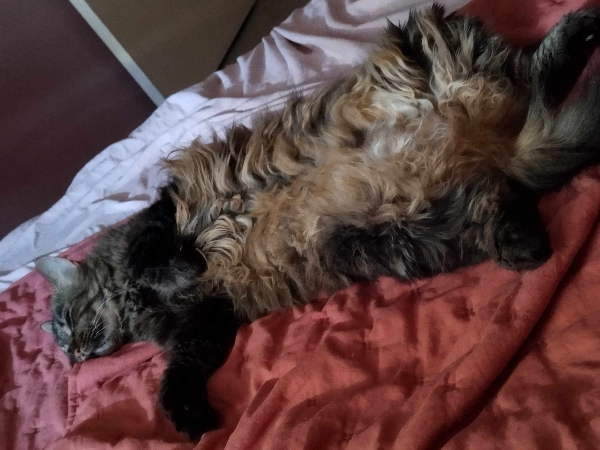 Pop participe au concours pour gagner de l'argent avec cette photo : cat, fluffy, bed, blanket, sleeping, relaxed, fur, pet, domestic_animal, indoor, cozy, resting, animal, whiskers, paw, cute, tabby, feline, soft, napping