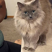 Smokey is registered to the contest to win money with this photo: cat, fluffy, gray_cat, blue_eyes, tail, countertop, indoor, person, hand, smartwatch, nail_polish, furniture, carpet, animal, pet, curious, closeup, domestic_cat, cute, feline