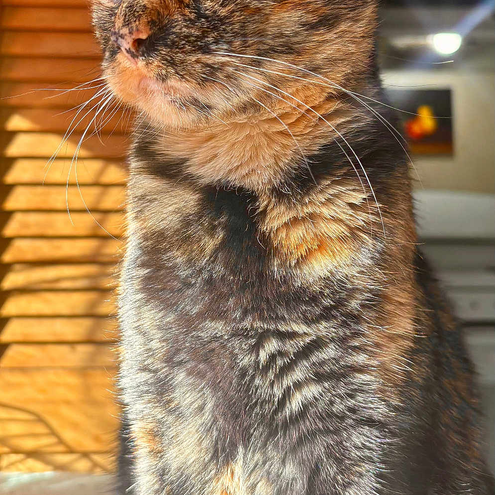 Whiskey
