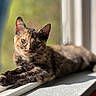 animal, blurred_background, cat, closeup, daylight, domestic_cat, ears, feline, fur, green_background, indoor, pet, portrait, relaxed, resting, sunlight, tortoiseshell, whiskers, window, windowsill