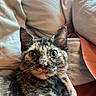Whiskey joined the competition — help win amazing prizes! animal, blanket, cat, close_up, comfort, cozy, cute, domestic, ears, eyes, face, feline, fur, indoor, pet, pillow, relaxation, resting, tortoiseshell, whiskers