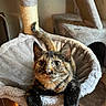 Whiskey joined the competition — help win amazing prizes! animal, cat, cat_hammock, cat_tree, cozy, curious, cute, domestic, feline, fur, indoor, kitten, looking_up, paws, pet, playful, relaxed, soft_texture, tortoiseshell, whiskers