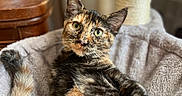 Whiskey is registered to the contest to win money with this photo: animal, bed, cat, closeup, cozy, curious, cute, ears, eyes, feline, fur, indoor, pet, relaxed, resting, scratching_post, soft, tabby, tortoiseshell, whiskers