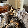 animal, bed, cat, closeup, cozy, curious, cute, ears, eyes, feline, fur, indoor, pet, relaxed, resting, scratching_post, soft, tabby, tortoiseshell, whiskers