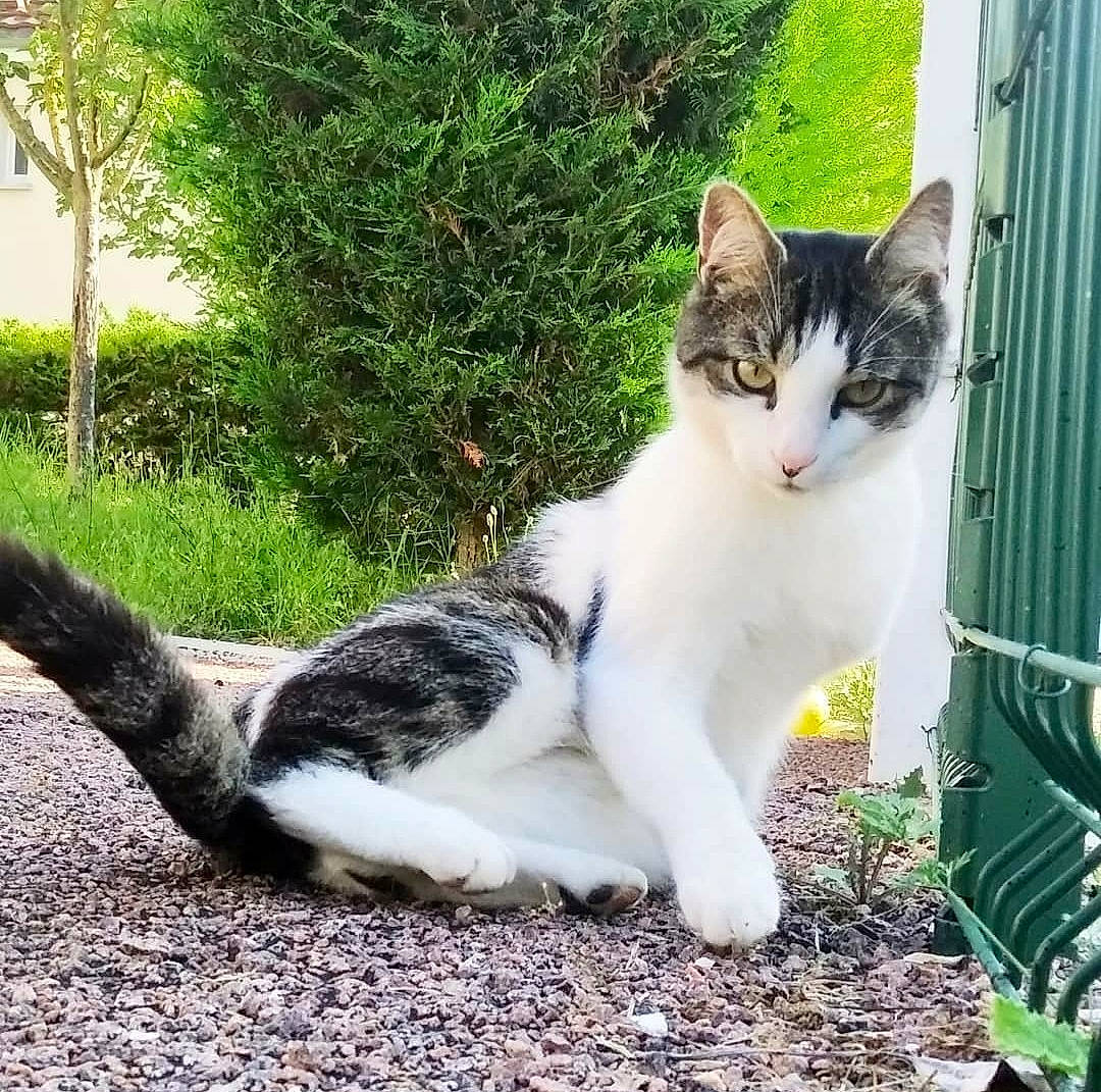 Cacahuète a rejoint le concours — aidez-le/la à gagner de superbes lots ! art, carnivore, cat, domestic_short_haired_cat, fawn, felidae, fence, fur, garden, grass, groundcover, paw, plant, sitting, small_to_medium_sized_cats, snout, tail, terrestrial_animal, tree, whiskers