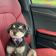 Toby is registered to the contest to win money with this photo: animal, bow_tie, car_door, car_seat, collar, companion, cute, daylight, dog, fluffy, greenery, interior, pet, red_leather, relaxed, sitting, small_dog, tag, transportation, window