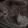 Silvy is registered to the contest to win money with this photo: animal, blanket, cat, closeup, cozy, cute, eyes, feline, fur, gray_cat, indoor, laying, paws, pet, portrait, relaxed, resting, sleepy, soft, whiskers