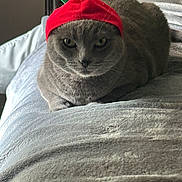 Silvy joined the competition — help win amazing prizes! animal, bed, blanket, cat, closeup, cozy, cute, domestic_cat, feline, fur, grey_cat, headwear, indoor, looking_at_camera, pet, portrait, red_hat, resting, serious_expression, soft_texture