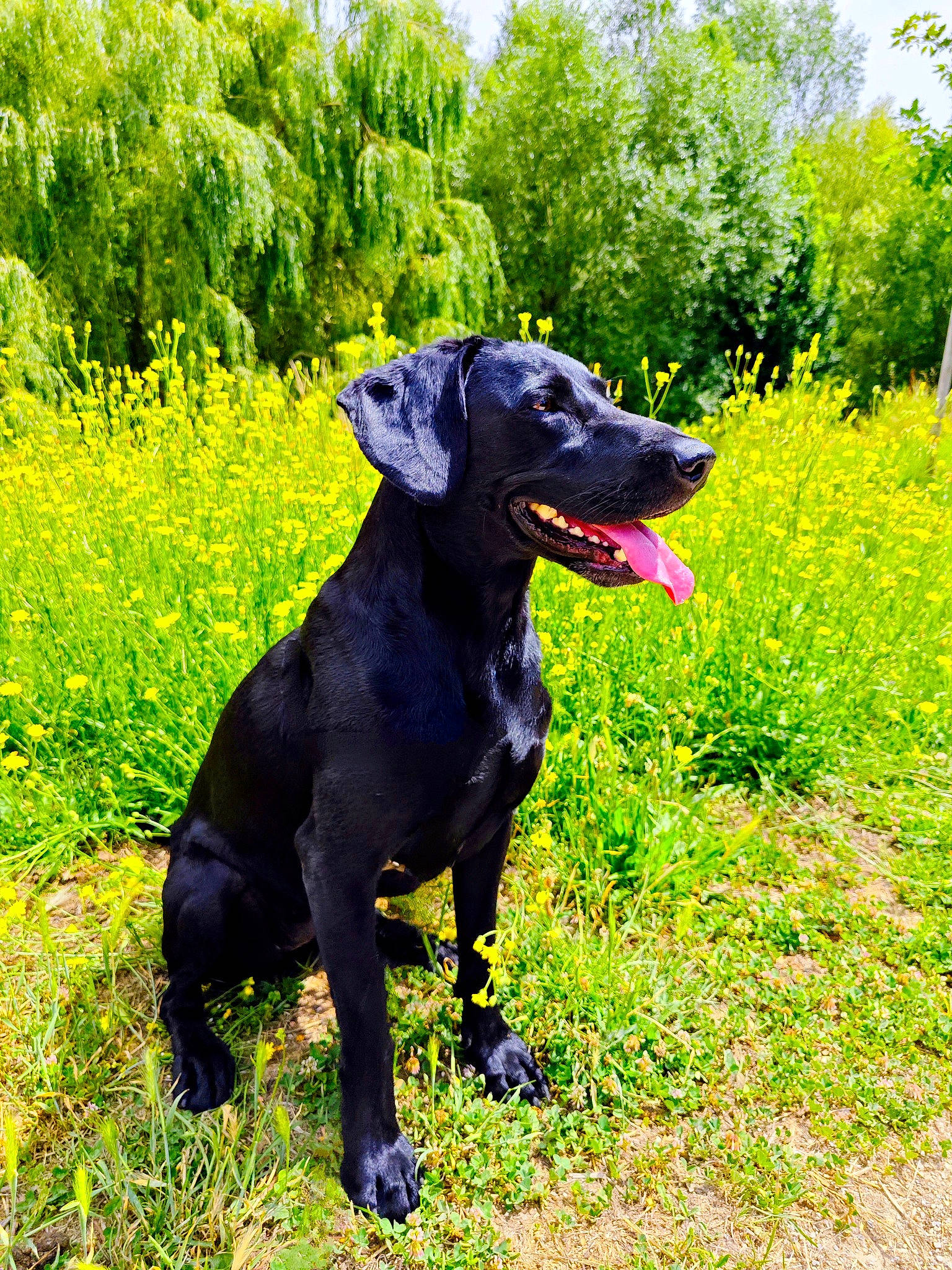 Only participe au concours pour gagner de l'argent avec cette photo : borador, canidae, carnivore, collar, companion_dog, dog, dog_breed, dog_collar, grass, grassland, groundcover, guard_dog, gun_dog, plant, shrub, sporting_group, tail, tree, working_animal, working_dog