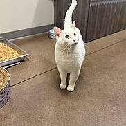Lunar joined the competition — help win amazing prizes! cat, white_cat, indoor, floor, scratching_post, pet_supplies, food_tray, cabinet, curious, standing, animal, fur, whiskers, ears, tail, looking_up, domestic_cat, pet, home, clean