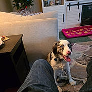 Bandit is registered to the contest to win money with this photo: blue_eyes, cabinet, carpet, christmas_tree, collar, couch, decor, dog, furniture, happy, home, indoor, jeans, living_room, person_legs, pet, pink_nose, rug, tongue_out, tv