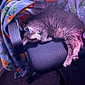 Hugo joined the competition — help win amazing prizes! animal, blanket, carpet, cat, chair, comfort, cozy, cute, domestic, feline, fur, home, indoor, pet, purple_lighting, quiet, relaxation, resting, sleeping, soft_texture