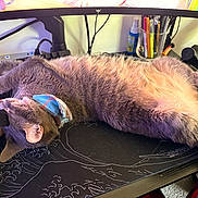 Hugo joined the competition — help win amazing prizes! cable, cat, collar, computer_monitor, cozy, desk, feline, gray_cat, hand, indoor, keyboard, mousepad, paw, pen_holder, person, pet, relaxed, resting, stationery, technology