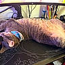 cable, cat, collar, computer_monitor, cozy, desk, feline, gray_cat, hand, indoor, keyboard, mousepad, paw, pen_holder, person, pet, relaxed, resting, stationery, technology