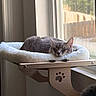 Hugo is registered to the contest to win money with this photo: animal, cat, cat_bed, comfort, cozy, daylight, feline, gray_tabby, home, indoor, peaceful, pet, quiet, relaxation, resting, sleeping, soft_texture, sunlight, window, wooden_shelf