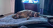 Hugo is registered to the contest to win money with this photo: bed, blanket, carpet, cat, controller, cozy, curtain, dresser, furniture, furry, gray_tabby, home, indoor, pet, relaxed, resting, sleeping, soft_texture, television, video_game