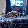 bed, blanket, carpet, cat, controller, cozy, curtain, dresser, furniture, furry, gray_tabby, home, indoor, pet, relaxed, resting, sleeping, soft_texture, television, video_game