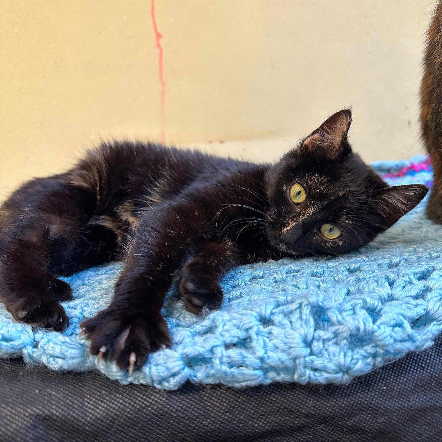 Bao participe au concours pour gagner de l'argent avec cette photo : animal, beige_wall, black_cat, blanket, blue_blanket, cat, claws, cozy, curious_eyes, feline, fur, indoor, kitty, knitted, paw, pet, relaxed, resting, stretching, wall